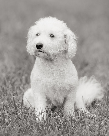 Max (B&W version)