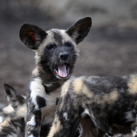 African wild dog pup