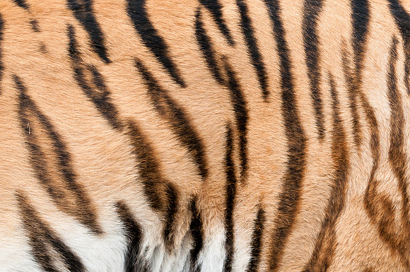 Tiger skin