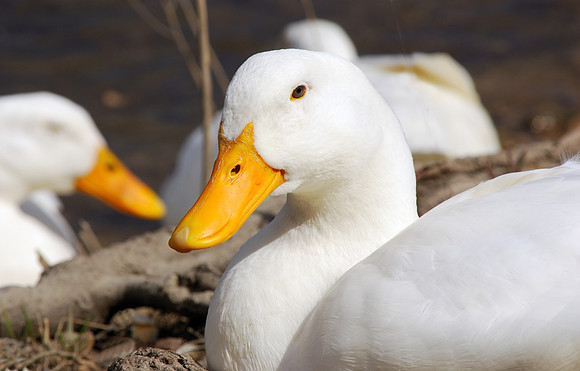 Ducks at Salt Creek
