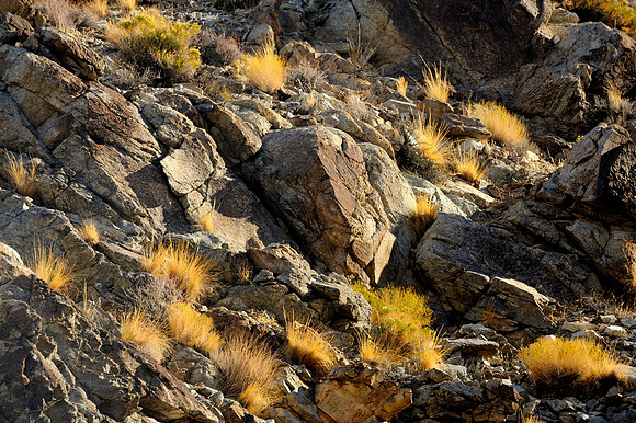 Glimmering desert plants