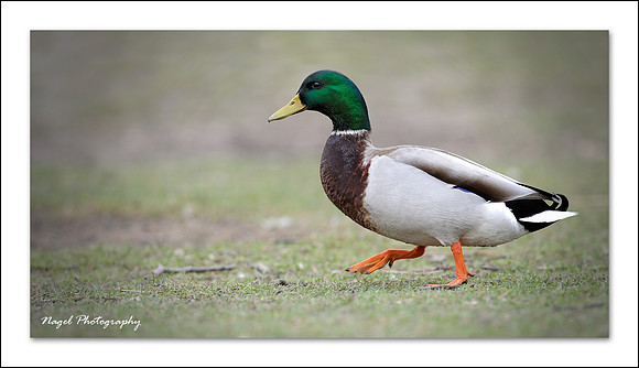 Walking duck