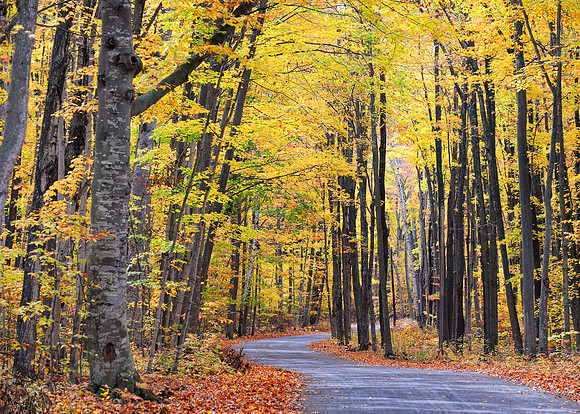Forest road