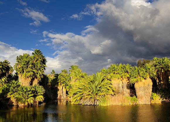 Palm trees
