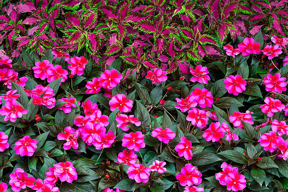 New Guinea impatiens