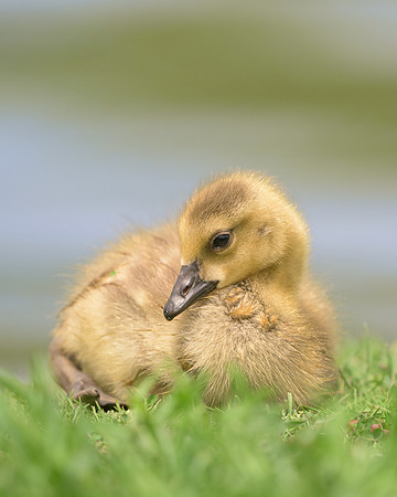 Gosling