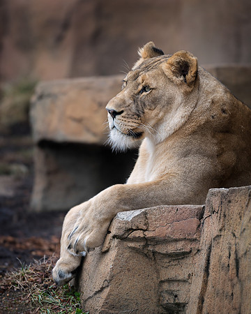 African lion