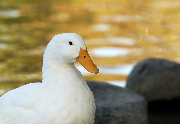 Duck at twilight