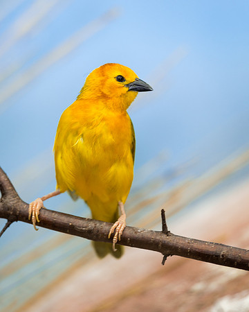 Golden Weaver