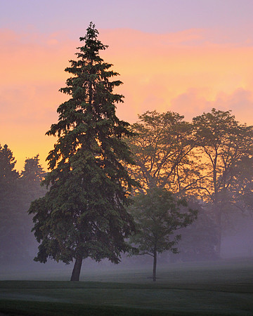 Trees in the fog