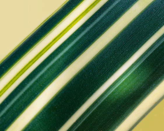 Bands of Green