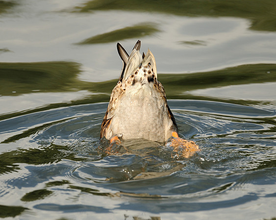 Bottoms Up