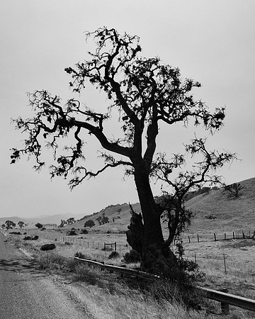 Bare tree
