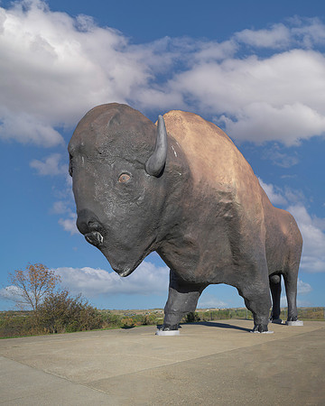 World's Largest Buffalo