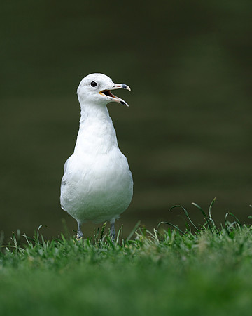 Gull