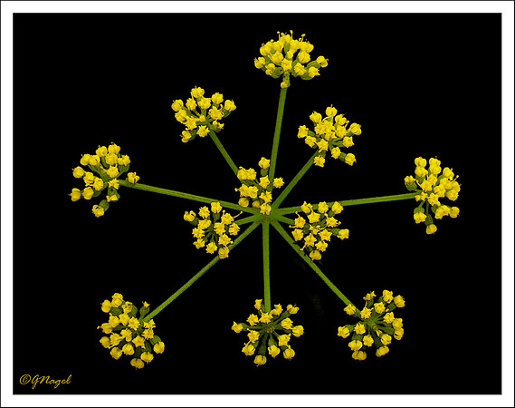 Yellow flower burst