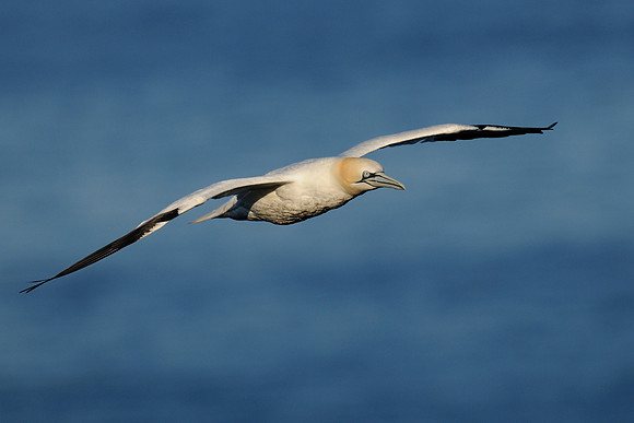 Northern gannet