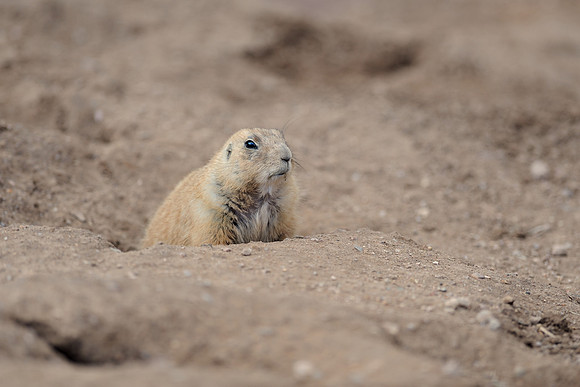 Black-tailed prairie dog