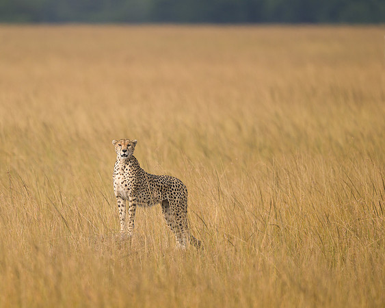Cheetah