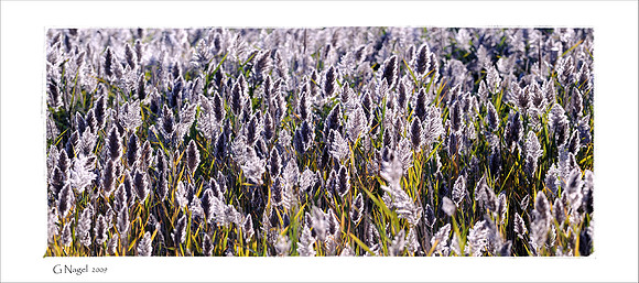 Backlit grass