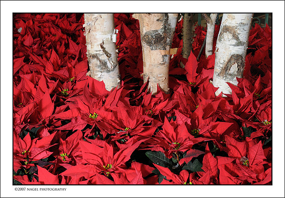 Poinsettas