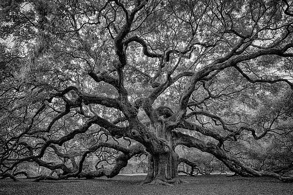 Angel Oak Tree
