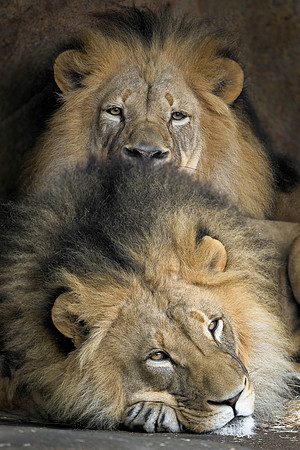 Lions