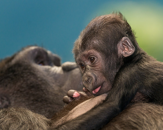 Baby gorilla