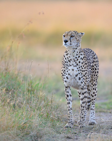 Cheetah