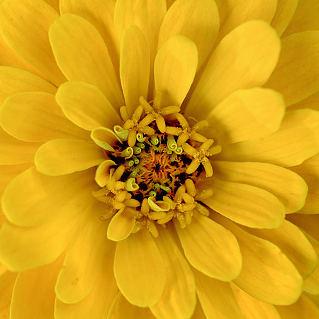 Yellow Zinnia