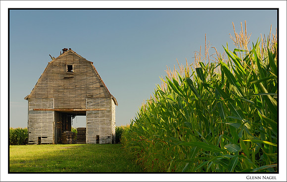 Wall of corn