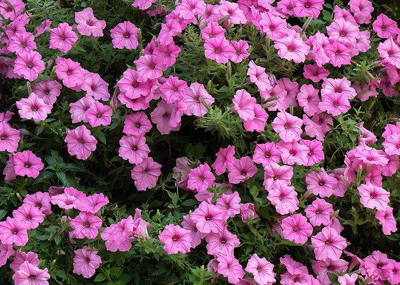 Petunias