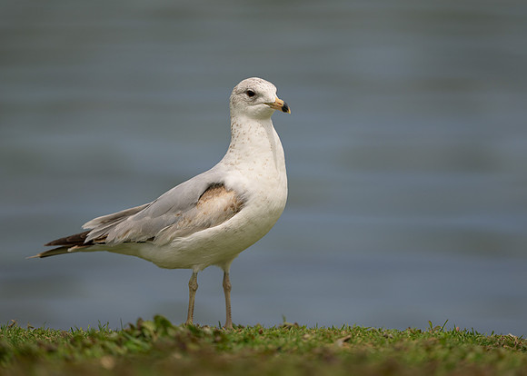 Gull