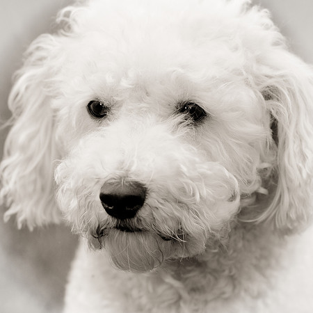 Max (square version)
