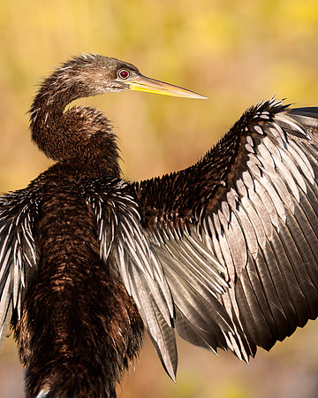 Anhinga