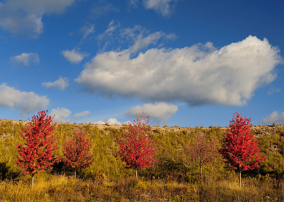 Red trees on hill