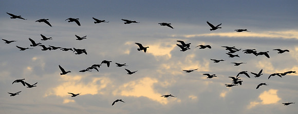 Flock of geese