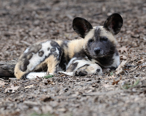 African wild dog pup