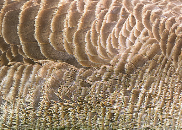 Goose feathers
