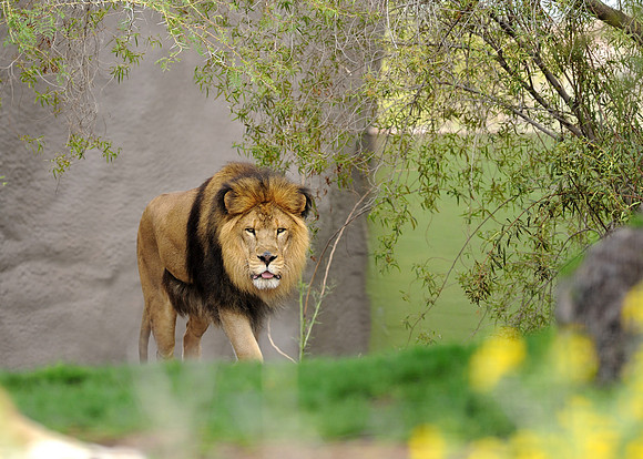 African lion