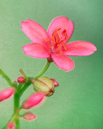 Pink flower