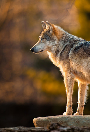 Mexican gray wolf