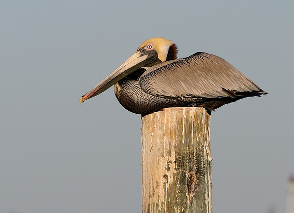 Sitting on a pole
