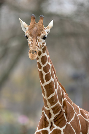 Giraffe