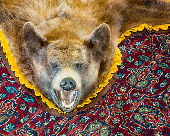 Cinnamon bear rug