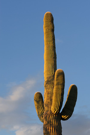 Saguaro cactus