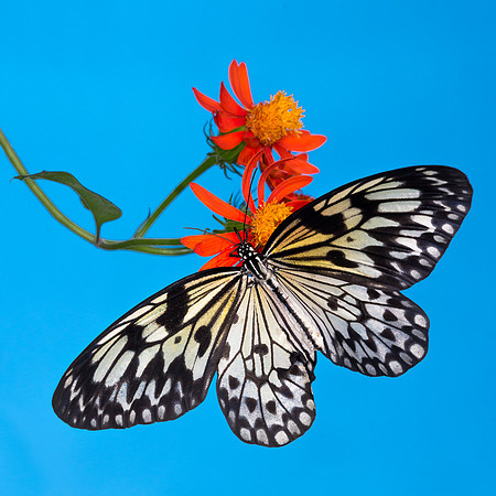 Rice Paper Butterfly