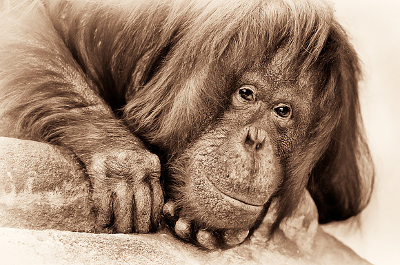 Orangutan