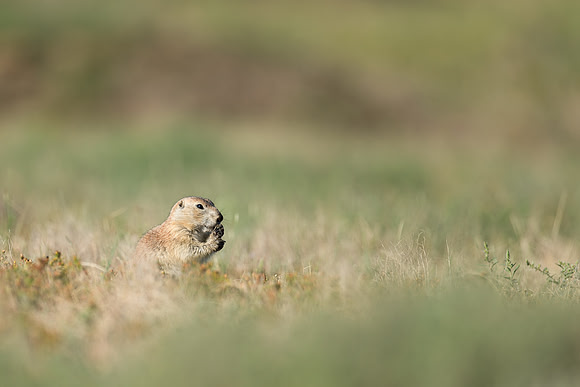 Prairie dog