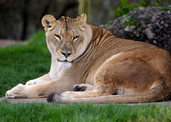 African lion